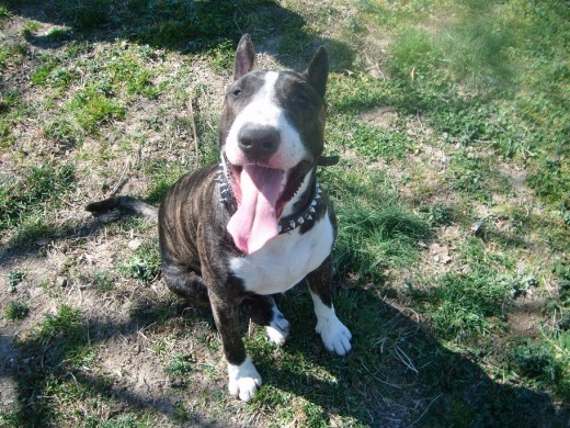 Busco Novia, en Madrid o alrededores, soy un perro fuerte, atletico, hago mucho ejercicio, muy buen caracter con las hembras, es un perro juguetón, un trasto, muy cariñoso con sus dueños y muy alegre, quiere jugar con todas las hembras que ve cuando va de paseo.
No se cansa de correr cuando le tiras su pelota y su platillo. Busco Novia, en Madrid o alrededores, soy un perro fuerte, atletico, hago mucho ejercicio, muy buen caracter con las hembras, es un perro juguetón, un trasto, muy cariñoso con sus dueños y muy alegre, quiere jugar con todas las hembras que ve cuando va de paseo.
No se cansa de correr cuando le tiras su pelota y su platillo.